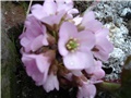 bergenia